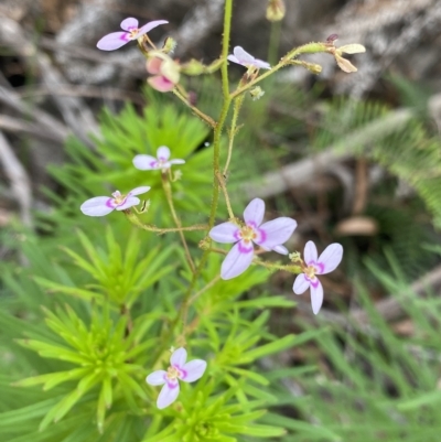 Stylidium laricifolium (Giant Triggerplant, Tree Triggerplant) at Budawang, NSW - 12 Mar 2023 by NedJohnston