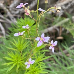 Stylidium laricifolium at Budawang, NSW - 12 Mar 2023