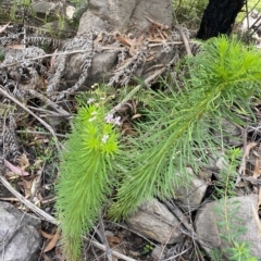 Stylidium laricifolium at Budawang, NSW - 12 Mar 2023