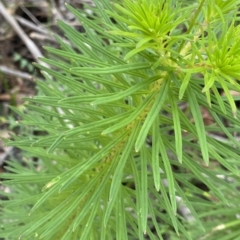 Stylidium laricifolium at Budawang, NSW - 12 Mar 2023