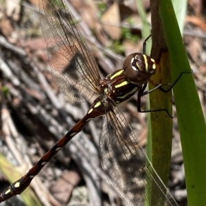 Austroaeschna pulchra at Budawang, NSW - 12 Mar 2023