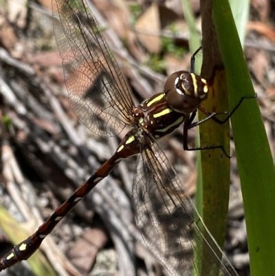 Austroaeschna pulchra (Forest Darner) at Budawang, NSW - 12 Mar 2023 by Ned_Johnston