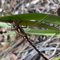 Austroaeschna pulchra at Budawang, NSW - 12 Mar 2023 12:26 PM