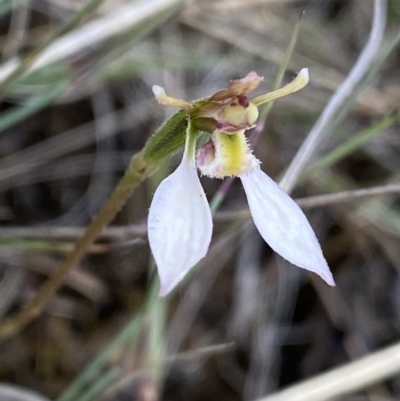 Eriochilus cucullatus (Parson's Bands) at Mongarlowe, NSW - 12 Mar 2023 by NedJohnston