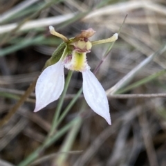 Eriochilus cucullatus at Mongarlowe, NSW - 12 Mar 2023