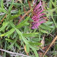 Grevillea sp. (Grevillea) at Mongarlowe, NSW - 12 Mar 2023 by Ned_Johnston