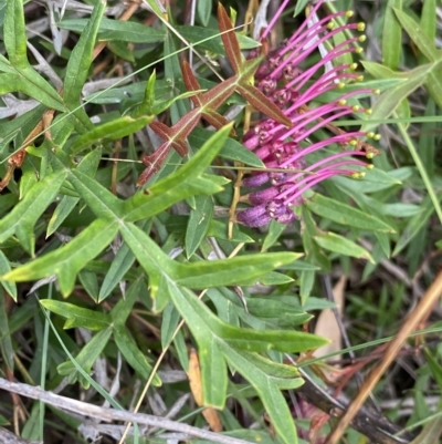 Grevillea sp. (Grevillea) at Mongarlowe, NSW - 12 Mar 2023 by NedJohnston