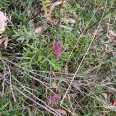 Grevillea sp. at Mongarlowe, NSW - 12 Mar 2023