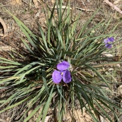 Patersonia sericea var. sericea (Silky Purple-flag) at Mongarlowe, NSW - 12 Mar 2023 by NedJohnston