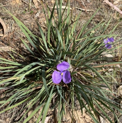 Patersonia sericea var. sericea (Silky Purple-flag) at Mongarlowe, NSW - 12 Mar 2023 by NedJohnston