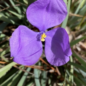 Patersonia sericea var. sericea at Mongarlowe, NSW - 12 Mar 2023