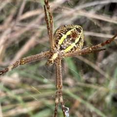 Argiope sp. (genus) (A St. Andrew's cross spider) at QPRC LGA - 12 Mar 2023 by Ned_Johnston