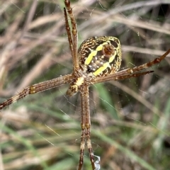 Argiope (genus) (A St. Andrew's cross spider) at Mongarlowe, NSW - 12 Mar 2023 by NedJohnston