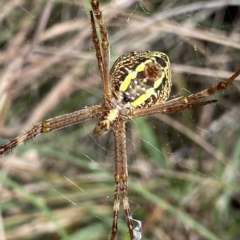 Argiope sp. (genus) (A St. Andrew's cross spider) at Mongarlowe, NSW - 12 Mar 2023 by Ned_Johnston