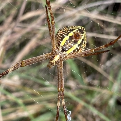 Argiope sp. (genus) (A St. Andrew's cross spider) at QPRC LGA - 12 Mar 2023 by Ned_Johnston