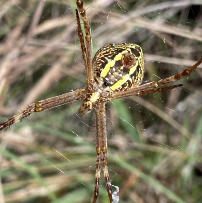 Argiope (genus) (A St. Andrew's cross spider) at Mongarlowe, NSW - 12 Mar 2023 by NedJohnston