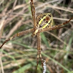 Argiope sp. (genus) at Mongarlowe, NSW - 12 Mar 2023 01:27 PM