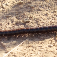 Paradoxosomatidae sp. (family) (Millipede) at Googong Reservoir - 16 Mar 2023 by SandraH