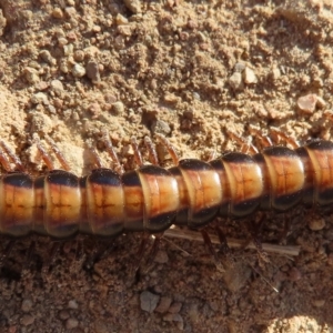 Paradoxosomatidae sp. (family) at Googong, NSW - 17 Mar 2023