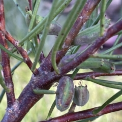 Hakea microcarpa (Small-fruit Hakea) at Tinderry, NSW - 15 Mar 2023 by JaneR