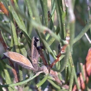 Hakea microcarpa at Tinderry, NSW - 15 Mar 2023 10:57 AM