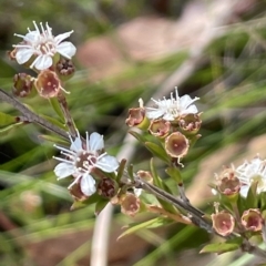 Kunzea ericoides (Burgan) at Tinderry, NSW - 14 Mar 2023 by JaneR