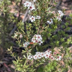 Kunzea ericoides at Tinderry, NSW - 15 Mar 2023 10:49 AM