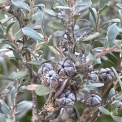 Leptospermum myrtifolium (Myrtle Teatree) at Tinderry, NSW - 15 Mar 2023 by JaneR