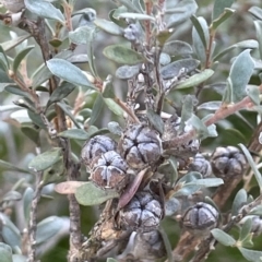 Leptospermum myrtifolium (Myrtle Teatree) at Tinderry, NSW - 14 Mar 2023 by JaneR