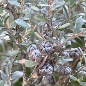 Leptospermum myrtifolium at Tinderry, NSW - 15 Mar 2023