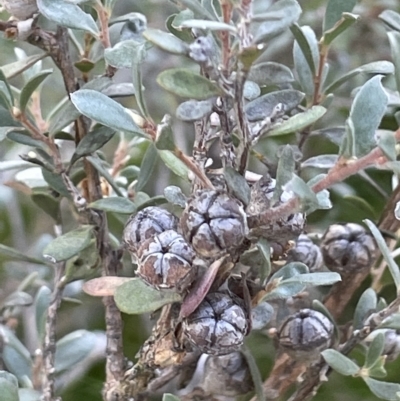 Leptospermum myrtifolium (Myrtle Teatree) at Tinderry, NSW - 15 Mar 2023 by JaneR