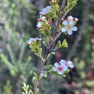 Baeckea utilis at Tinderry, NSW - 15 Mar 2023