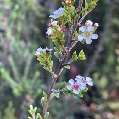 Baeckea utilis (Mountain Baeckea) at Tinderry, NSW - 15 Mar 2023 by JaneR