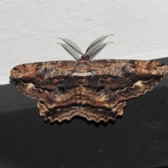 Scioglyptis lyciaria (White-patch Bark Moth) at Wanniassa, ACT - 16 Mar 2023 by JohnBundock