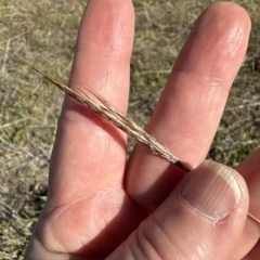 Bothriochloa macra (Red Grass, Red-leg Grass) at Aranda, ACT - 17 Mar 2023 by lbradley