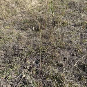 Bothriochloa macra at Molonglo Valley, ACT - 17 Mar 2023