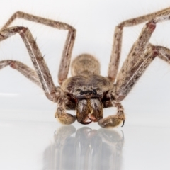 Isopeda (genus) (Huntsman Spider) at Jerrabomberra, NSW - 16 Mar 2023 by MarkT