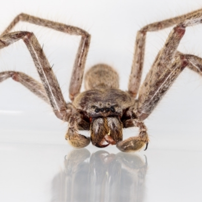 Isopeda (genus) (Huntsman Spider) at Jerrabomberra, NSW - 16 Mar 2023 by MarkT