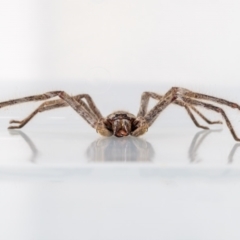 Isopeda sp. (genus) at Jerrabomberra, NSW - 16 Mar 2023