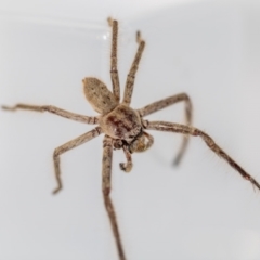 Isopeda sp. (genus) at Jerrabomberra, NSW - 16 Mar 2023