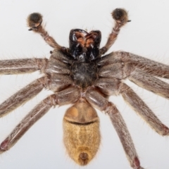 Isopeda sp. (genus) at Jerrabomberra, NSW - 16 Mar 2023