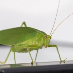 Caedicia simplex (Common Garden Katydid) at QPRC LGA - 12 Mar 2023 by MarkT