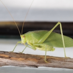 Caedicia simplex at Jerrabomberra, NSW - 12 Mar 2023