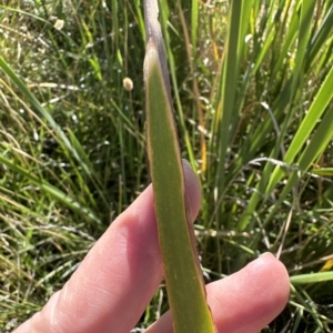 Typha orientalis at Yarralumla, ACT - 17 Mar 2023