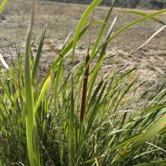 Typha orientalis at Yarralumla, ACT - 17 Mar 2023