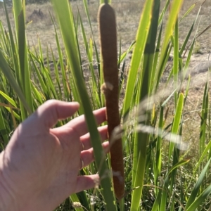 Typha orientalis at Yarralumla, ACT - 17 Mar 2023