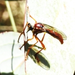 Humerolethalis sergius (Robber fly) at Namadgi National Park - 16 Mar 2023 by JohnBundock