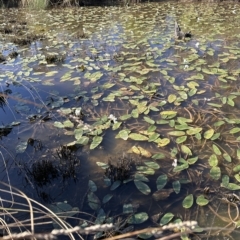 Ottelia ovalifolia (Swamp Lily) at Molonglo Valley, ACT - 17 Mar 2023 by lbradley