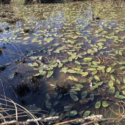 Ottelia ovalifolia (Swamp Lily) at Yarralumla, ACT - 17 Mar 2023 by lbradley
