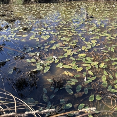 Ottelia ovalifolia (Swamp Lily) at Molonglo Valley, ACT - 17 Mar 2023 by lbradley